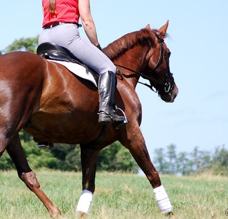 Develop the Canter: Strengthen the Transition