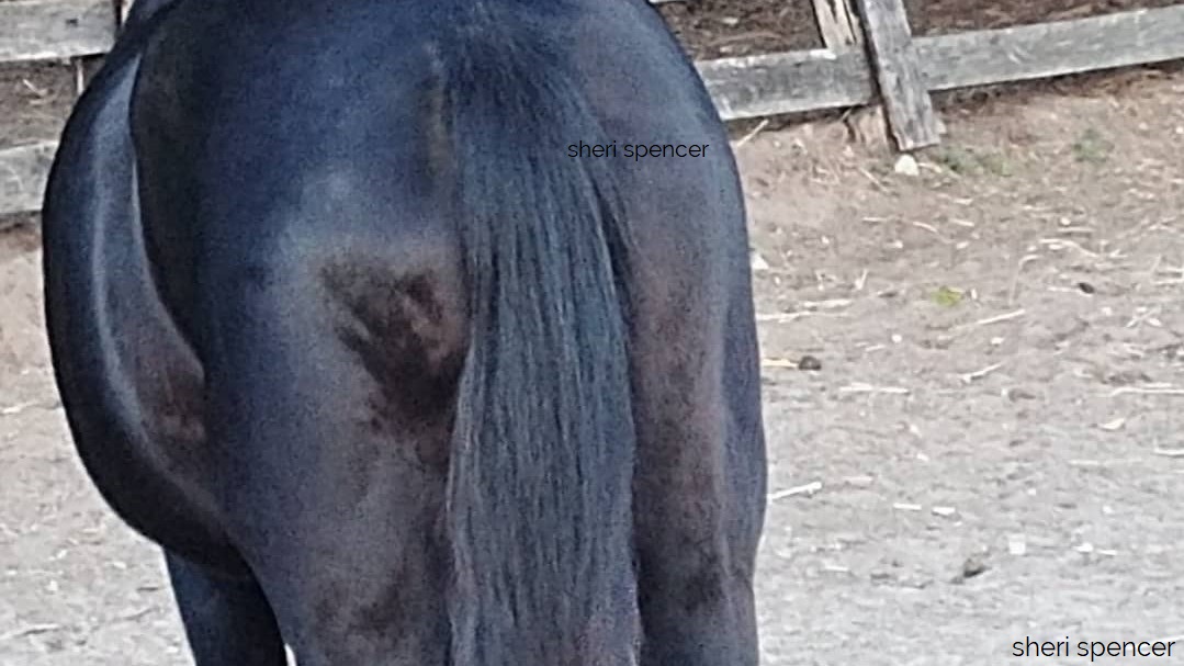 Fibrotic Myopathy Identification & Management equicessities Sheri, CEMT